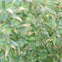 Shibataea chinensis