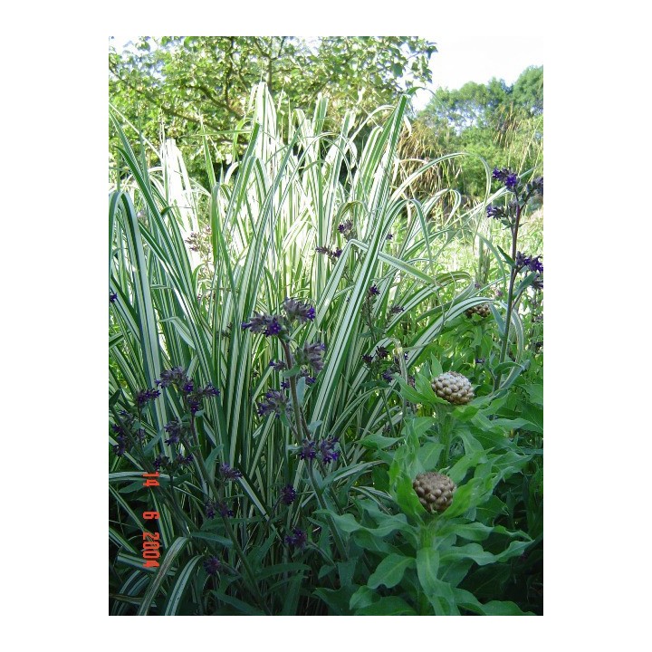 Miscanthus sinensis var condensatus 'Cabaret'