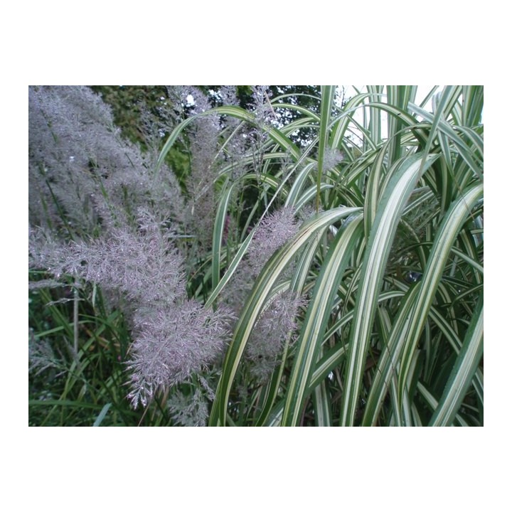 Miscanthus sinensis var condensatus 'Cabaret'