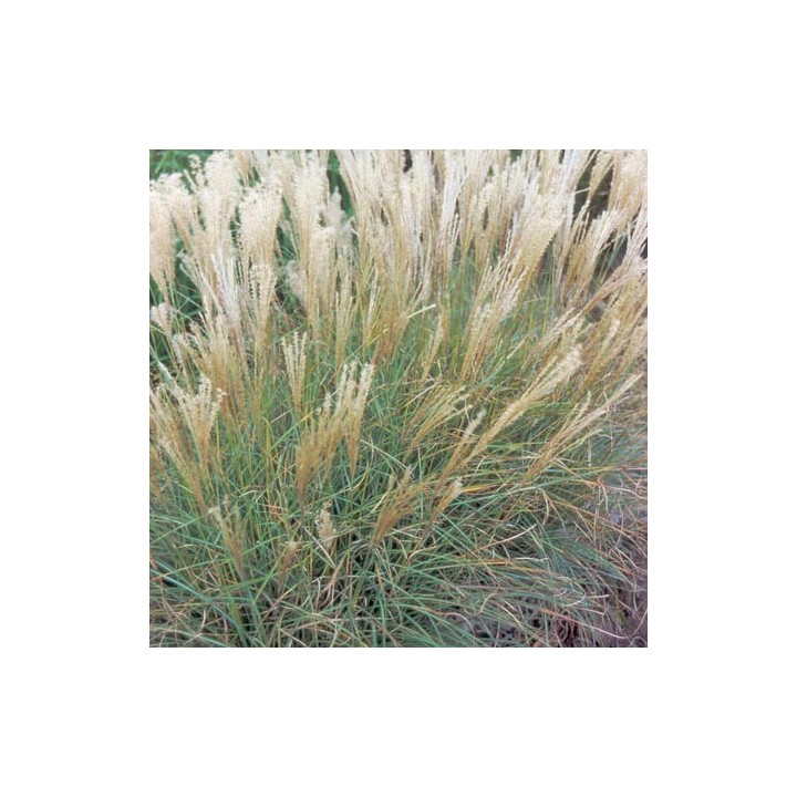 Miscanthus sinensis  'Adagio'