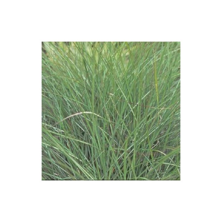 Miscanthus sinensis  'Adagio'