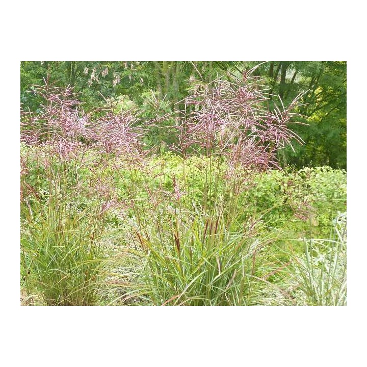 Graminée haute, Miscanthus sinensis 'Ferner Osten'