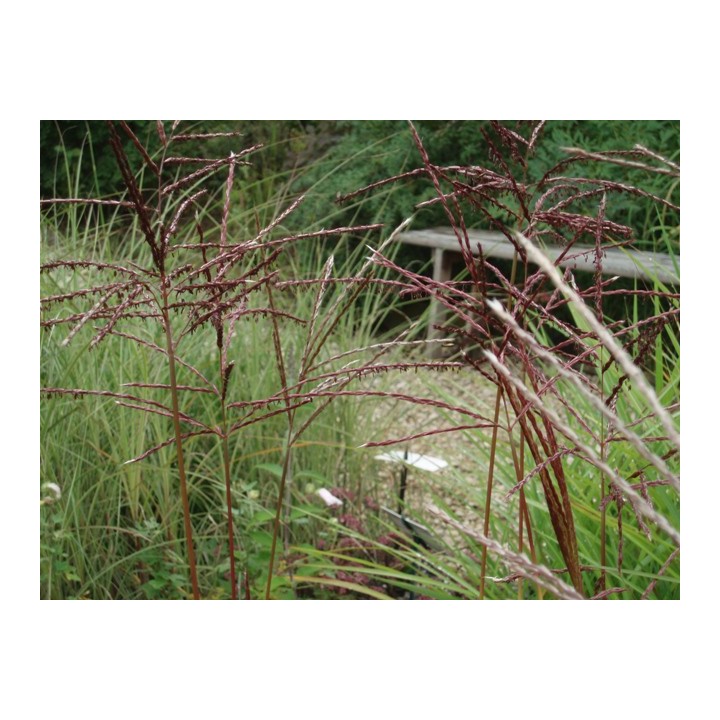 Graminée haute, Miscanthus sinensis 'Ferner Osten'