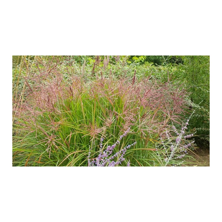 Graminée haute, Miscanthus sinensis 'Ferner Osten'