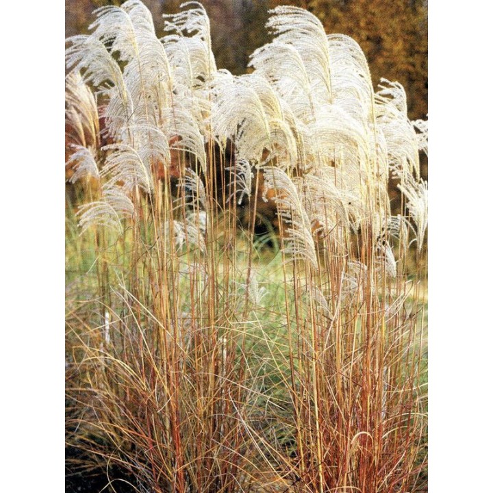 Miscanthus sinensis  'Graziella'