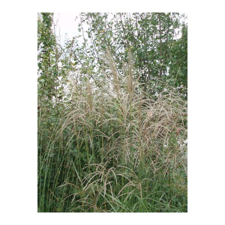 Miscanthus sinensis  'Graziella'