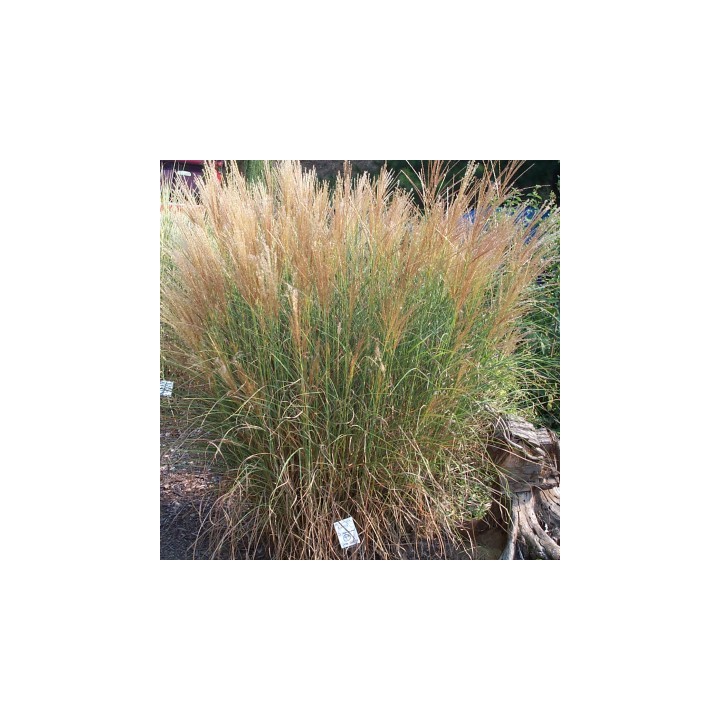 Miscanthus sinensis  'Kleine Silberspinne'