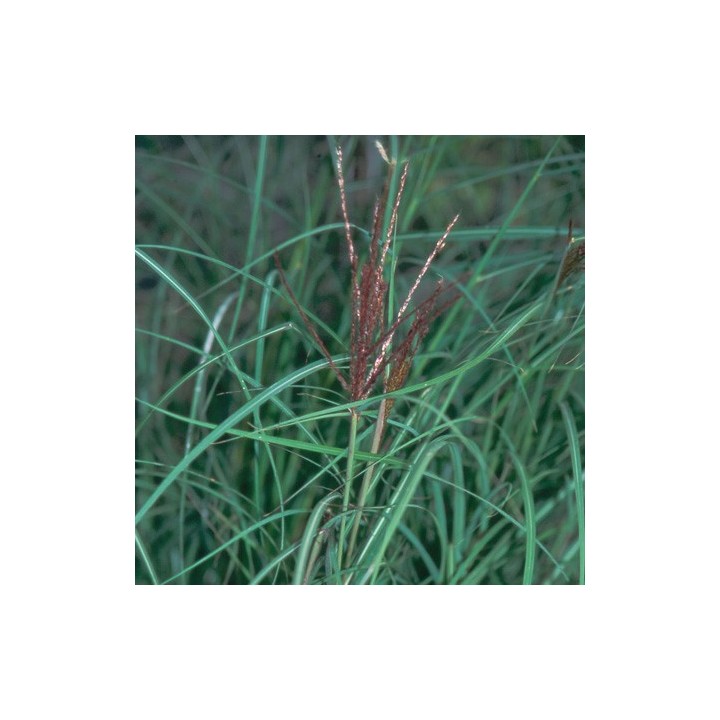 Miscanthus sinensis  'Kleine Silberspinne'