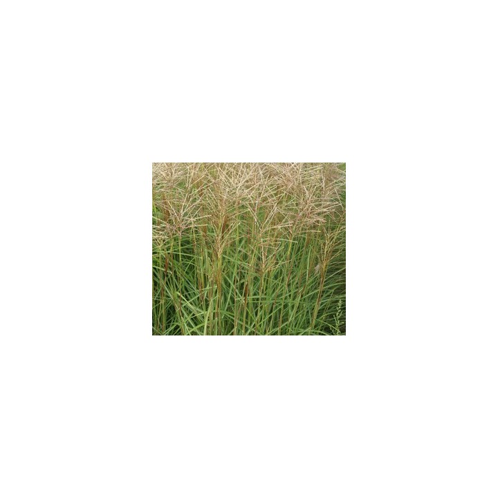 Graminée haute, Miscanthus sinensis 'Nippon', Roseau de Chine