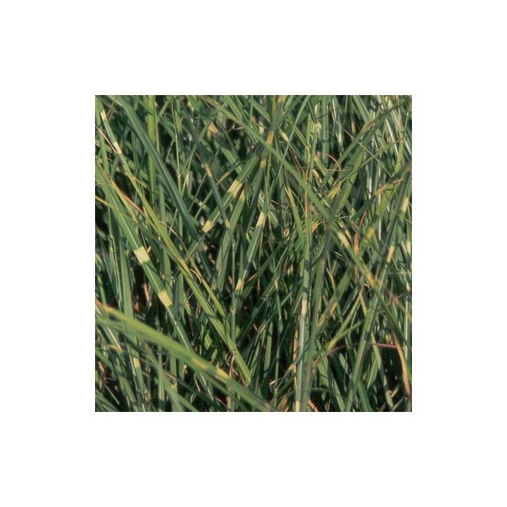 Graminée haute, Miscanthus sinensis 'Punktchen' - Roseau de Chine