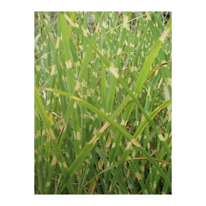 Miscanthus sinensis 'Strictus', Eulalie de Chine, Roseau de Chine