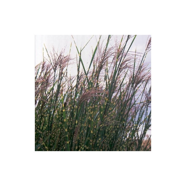 Miscanthus sinensis 'Strictus', Eulalie de Chine, Roseau de Chine