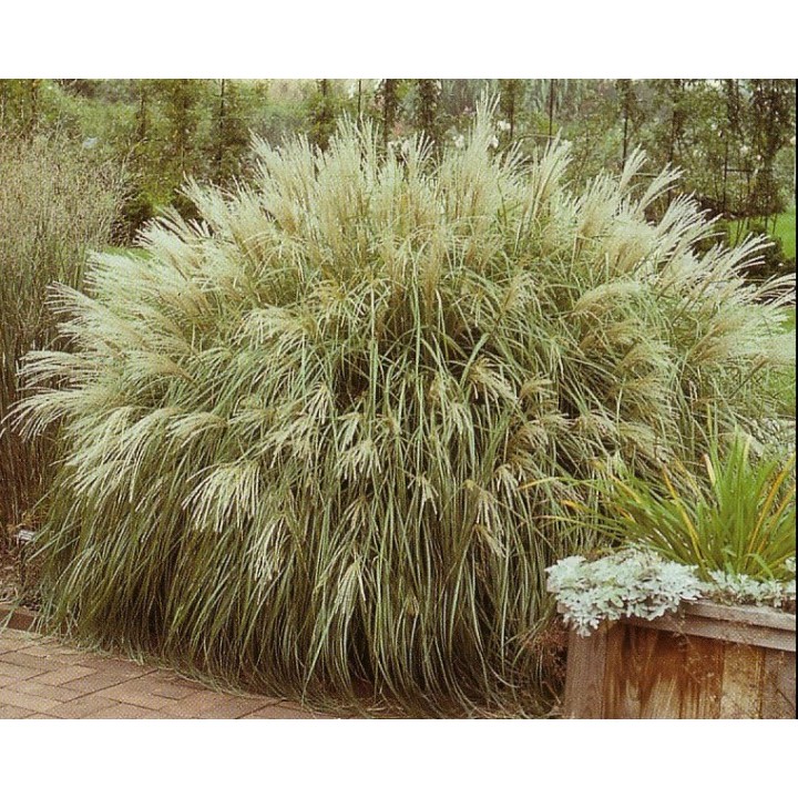 Miscanthus sinensis  'Yaku Jima'