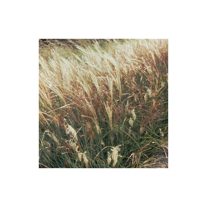 Miscanthus sinensis  'Yaku Jima'