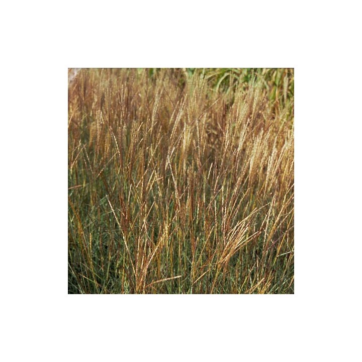 Miscanthus sinensis  'Yaku Jima'