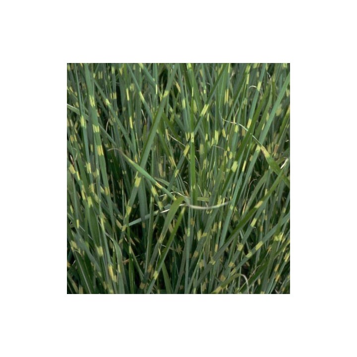 Graminée haute, Miscanthus sinensis  'Zebrinus' - Roseau de Chine