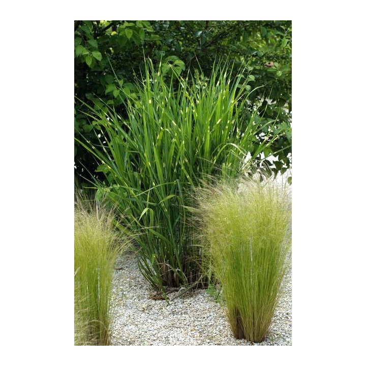 Graminée haute, Miscanthus sinensis  'Zebrinus' - Roseau de Chine
