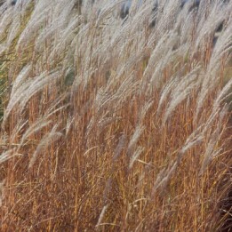 Graminée haute, Miscanthus 'Purpurascens' - Herbe d'Automne