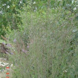 Molinia caerulea subsp....