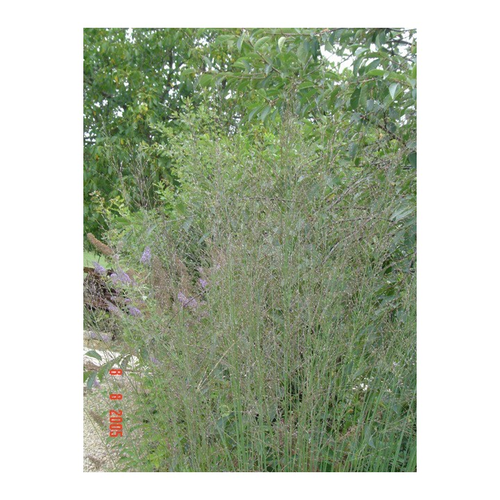 Graminée haute, Molinia caerulea arundinacea 'Transparent'