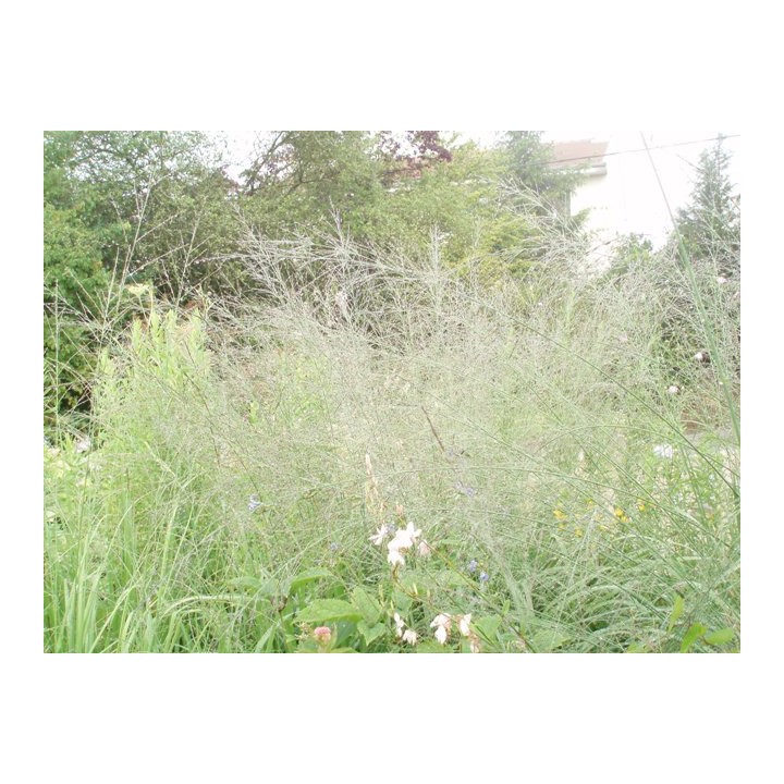 Graminée haute, Molinia caerulea arundinacea 'Transparent'
