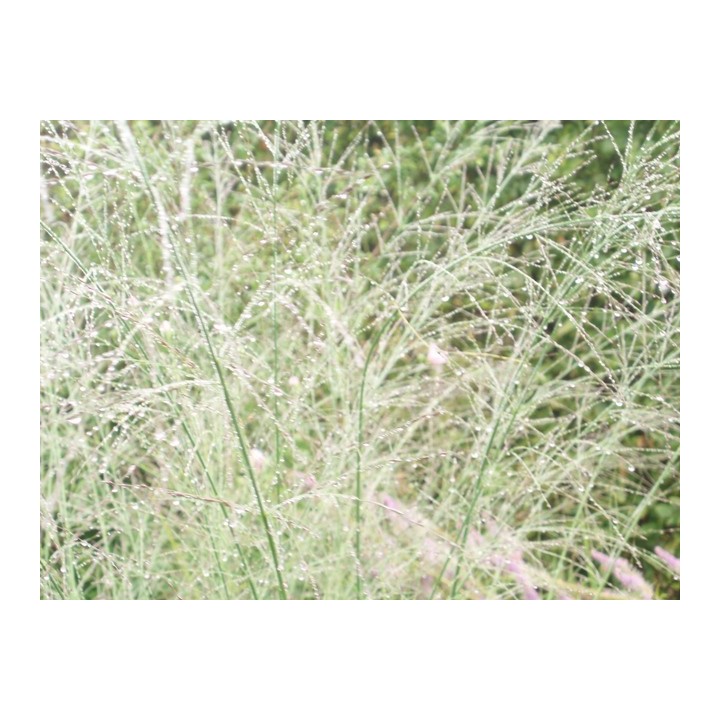 Graminée haute, Molinia caerulea arundinacea 'Transparent'