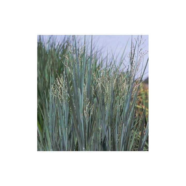 Graminée haute, Panicum virgatum 'Heavy Metal', Panic érigé