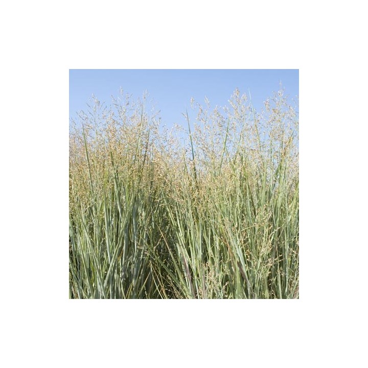 Graminée haute, Panicum virgatum 'Heavy Metal', Panic érigé
