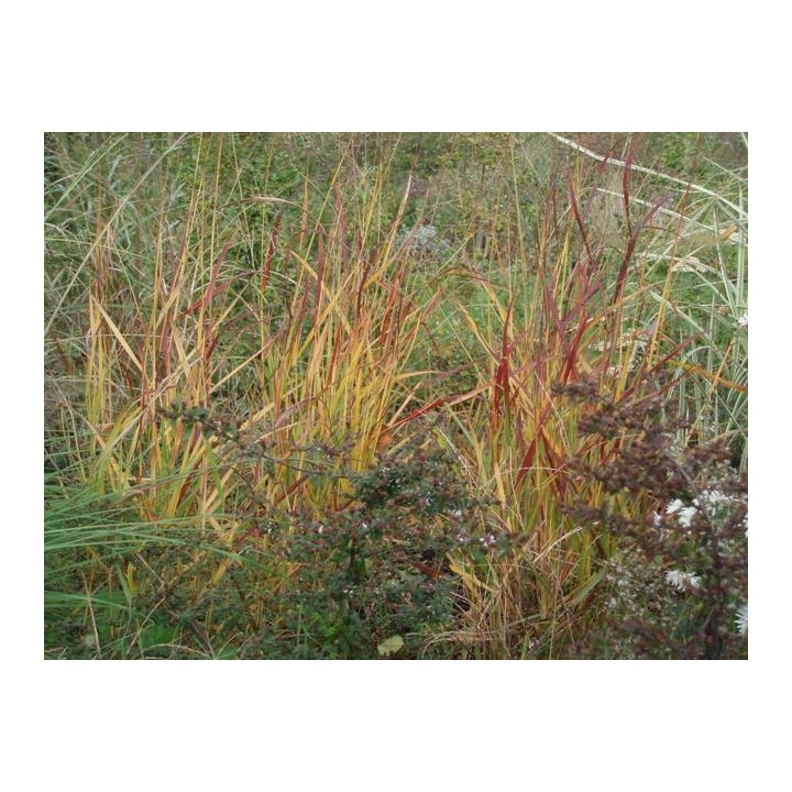 Graminée moyenne, Panicum virgatum 'Rehbraun', Panic