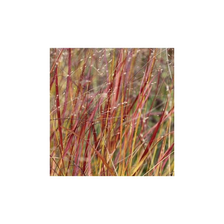 Graminée moyenne, Panicum virgatum 'Rehbraun', Panic