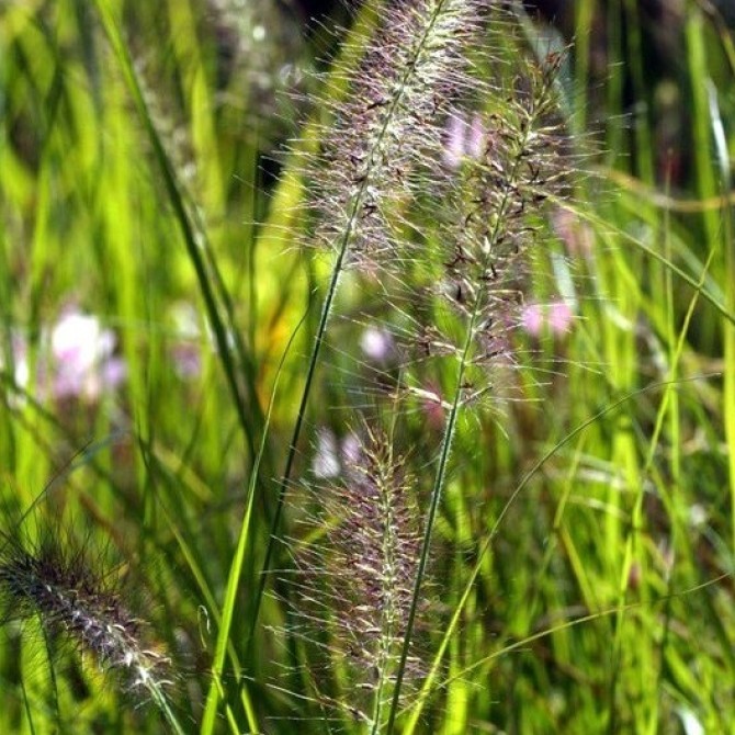 Pennisetum japonicum
