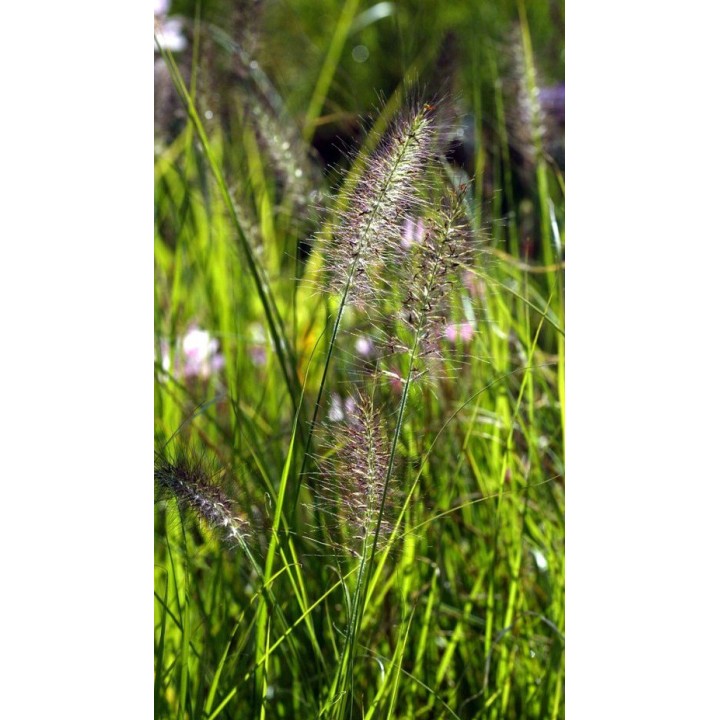 Graminée moyenne, Pennisetum alopecuroides ou japonicum