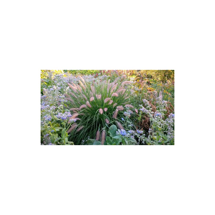 Graminée moyenne, Pennisetum alopecuroides ou japonicum