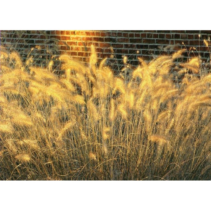 Graminée moyenne, Pennisetum alopecuroides ou japonicum