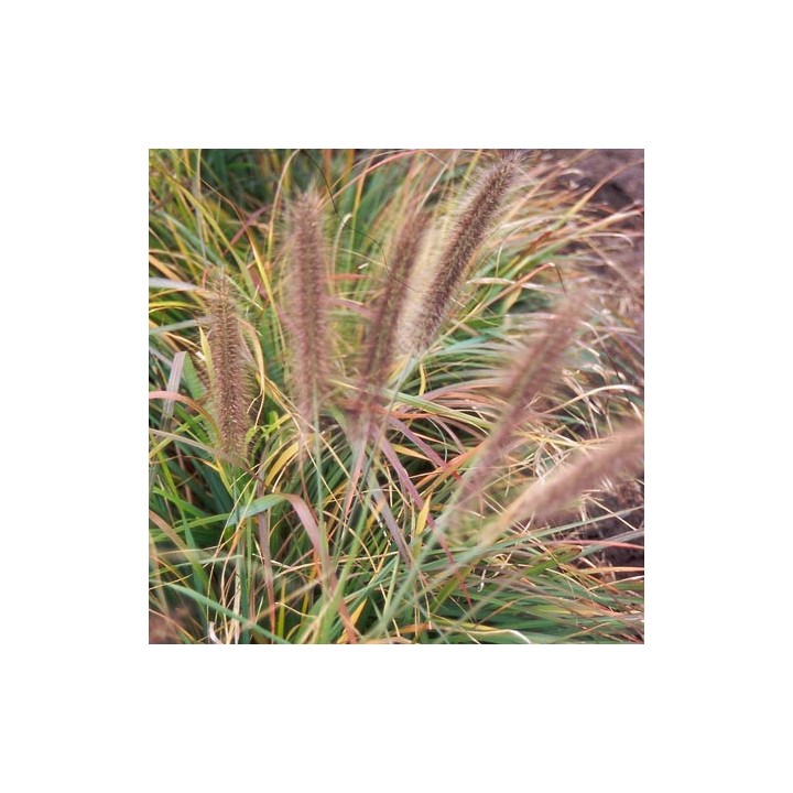 Graminée, Pennisetum 'Viridescens', Herbe aux écouvillons