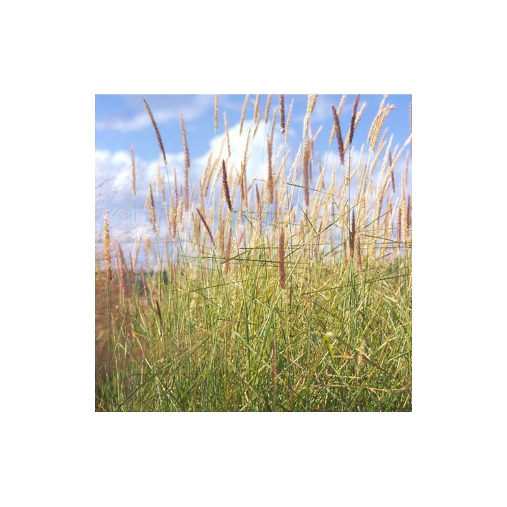 Pennisetum incomptum