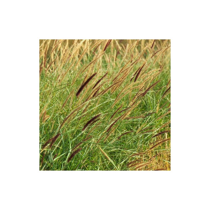 Pennisetum incomptum