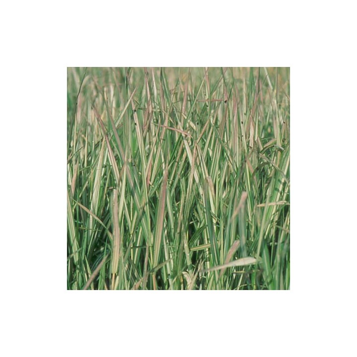 Phalaris arundinacea var. picta  'Feesey'