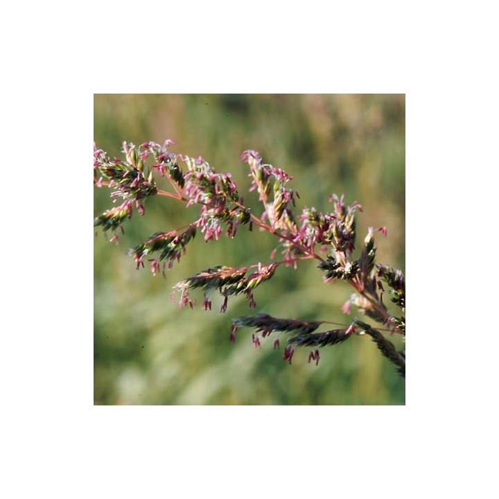 Phalaris arundinacea var. picta  'Feesey'