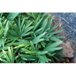 Bambou nain - couvre sol - Arundinaria argenteostriata 'Disticha'