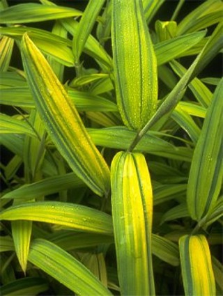 Arundinaria auricoma