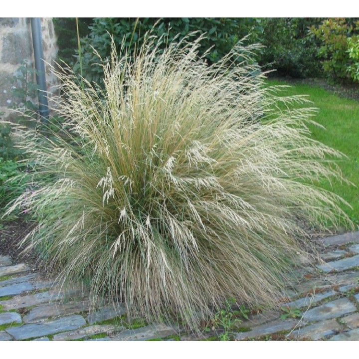 Poa labillardieri