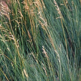 Poa labillardieri