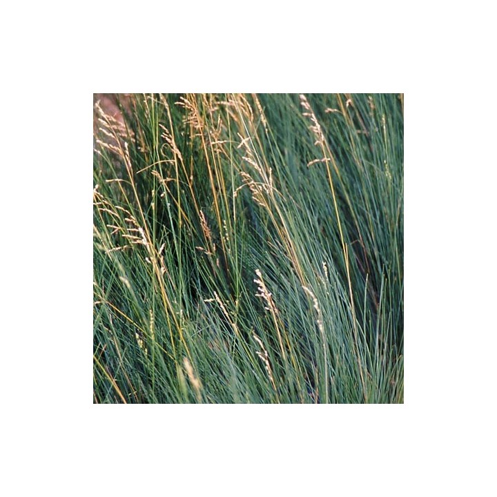 Poa labillardieri