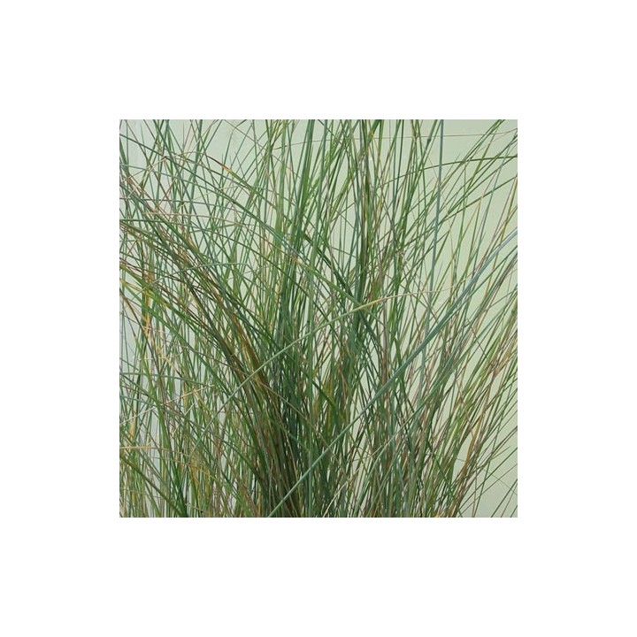 Poa labillardieri