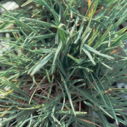 Sesleria nitida