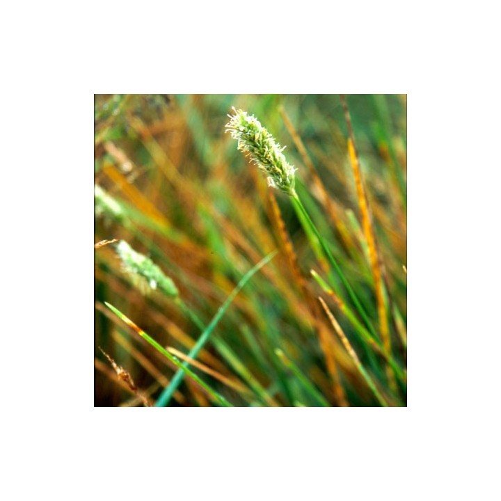 Sesleria nitida