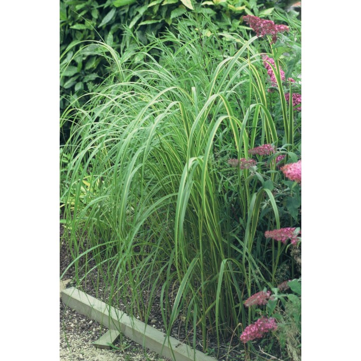 Spartina pectinata  'Aureomarginata'