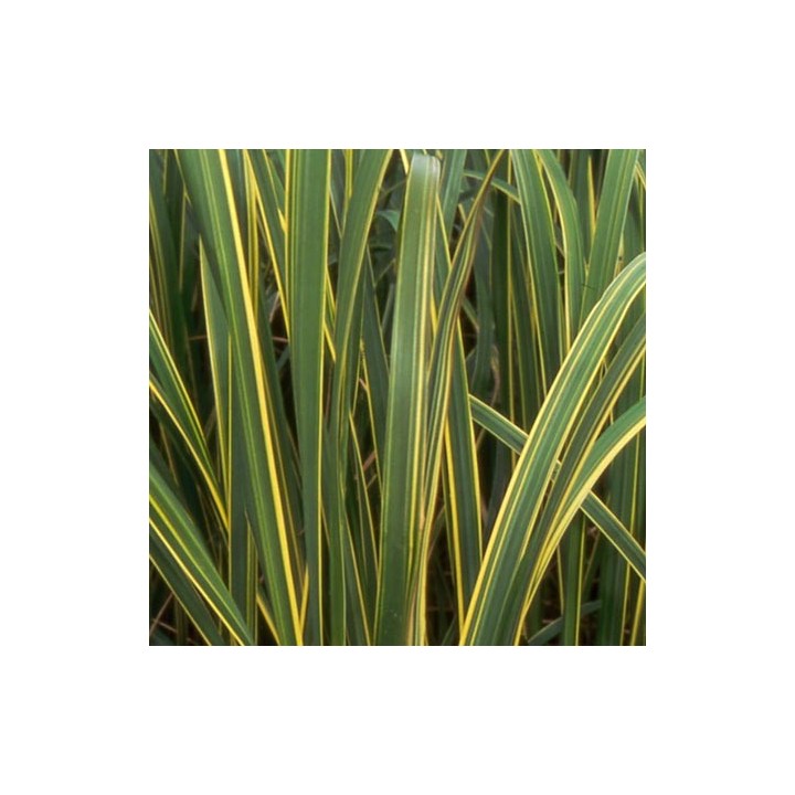Spartina pectinata  'Aureomarginata'