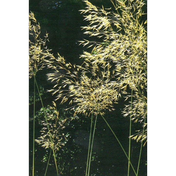 Stipa gigantea